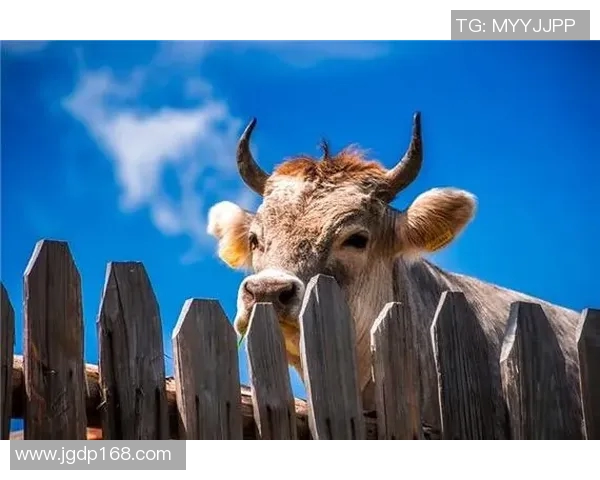 2023年体育明星属相排名揭晓各大运动员生肖分析与比较 2023年体育明星属相排名揭晓各大运动员生肖分析与比较